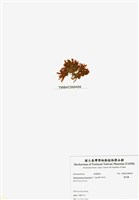 藏品(旋花藻)的圖片